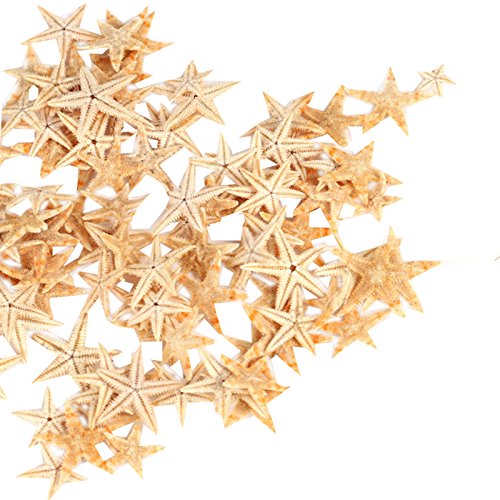 Ogrmar Small Starfish Star Sea Shell Beach Craft 0.4″-1.2″ 90 Pcs