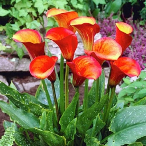 Calla Lily Bulbs – Flame – 4 Bulbs – Red/Orange Flower Bulbs, Bulb Attracts Bees, Attracts Pollinators, Easy to Grow & Maintain, Fragrant, Container Garden