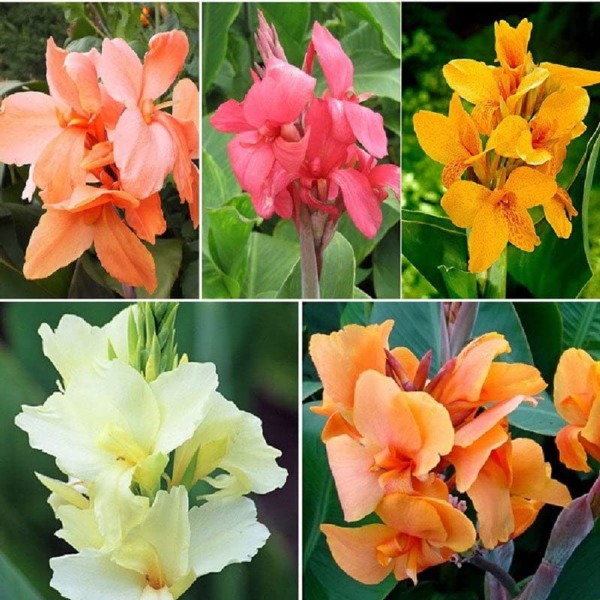 Canna Lily Bulbs – Pastel Mix – 5 Bulbs – Mixed Flower Bulbs, Bulb Attracts Bees, Attracts Butterflies, Attracts Hummingbirds, Attracts Pollinators, Easy to Grow & Maintain, Fast Growing, Fragrant