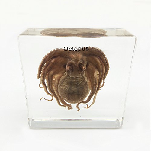 Octopus Specimen