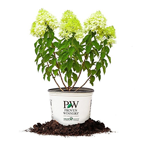 Perfect Plants Limelight Hydrangea Live Plant, 3 Gallon, Includes Care Guide