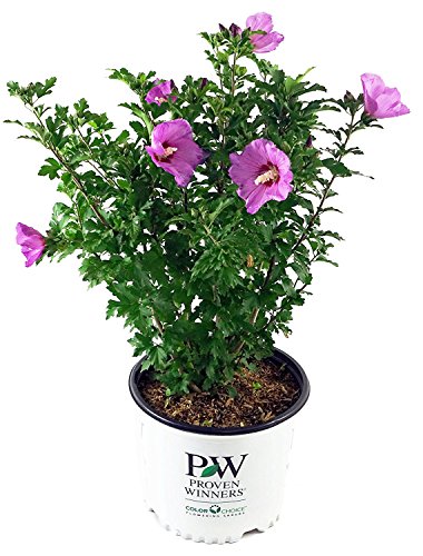 Proven Winners – Hibiscus syriacus Violet Satin (Rose of Sharon) Shrub, violet flowers, #3 – Size Container