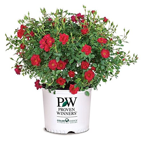 Proven Winners – ROSA `OSO EASY URBAN LEGEND` (Landscape Rose) Rose, cherry red flowers, #2 – Size Container