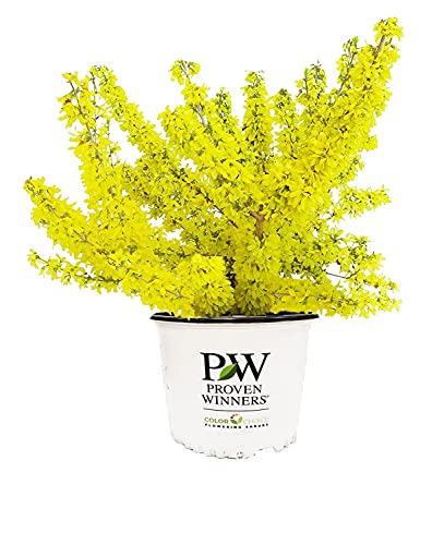 Proven Winners – Forsythia x Show Off Starlet (Forsythia) Shrub, yellow flowers, #3 – Size Container