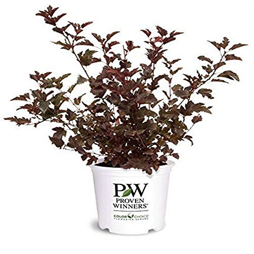 Proven Winners – Physocarpus op. Summer Wine (Ninebark) Shrub, red foliage, #2 – Size Container