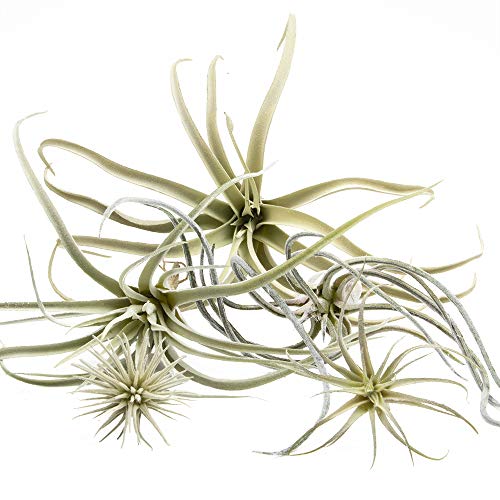 CHIVE Artificial Air Plants — Bulk Set of 5, Large — Ultra Realistic Fake Tillandsia Bromeliad Plants — Decorative Faux Succulents for Home & Office Decor — No Care Needed!