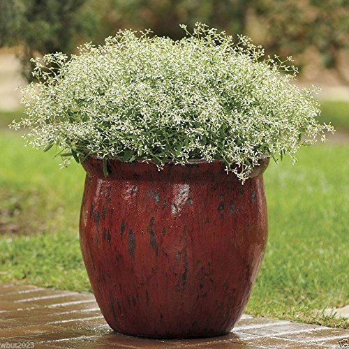 10 Glitz Euphorbia Seeds First-ever from Seed! The ideal filler for containers