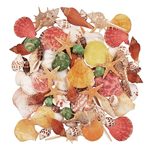 Seashells 13 Kinds of Shells 100 PCS Mixed Ocean Beach Colorful Seashells with Starfish Perfect for Home Decoration, Art Craft, Fish Tank and Vase Filler
