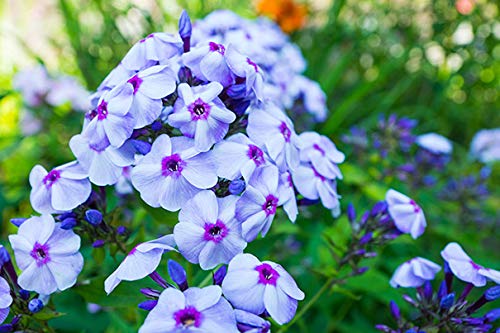 Phlox Blue Boy (3 Roots) Now Shipping