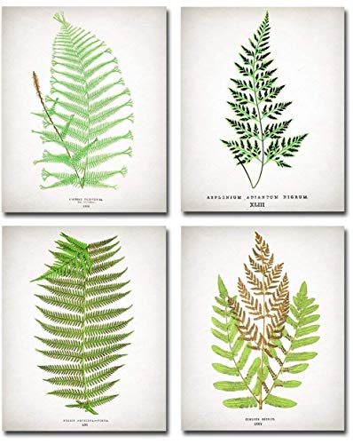 Antique Fern Botanical Prints – Set of Four Photos (8×10) Unframed – Makes a Great Home and Office Decor and Gift Under $20 for Nature Lovers