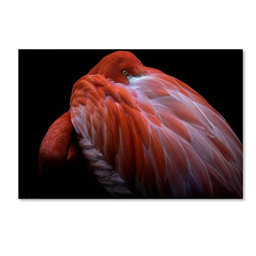 Shy by Ilias Nikoloulis, 12×19-Inch Canvas Wall Art | The Storepaperoomates Retail Market - Fast Affordable Shopping