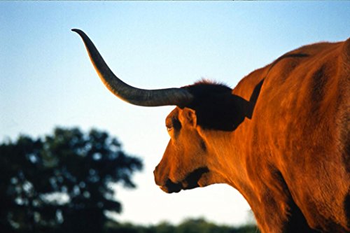 Firecracker Texas Longhorn at Dusk Photograph Bull Pictures Wall Decor Longhorn Picture Longhorn Wall Decor Bull Picture of a Cow Print Decor Bull Horns for Wall Cool Wall Decor Art Print Poster 36×24