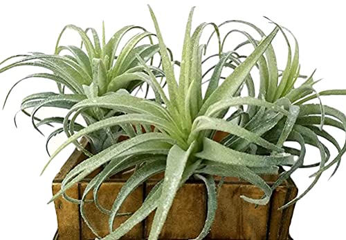 Artificial Air Plants Faux Succulents Plants Unpotted Small Tillandsia Look Real in Flocked Green Premium Crafting DIY Floral Decor for Home Garden Office Party, 3 pcs