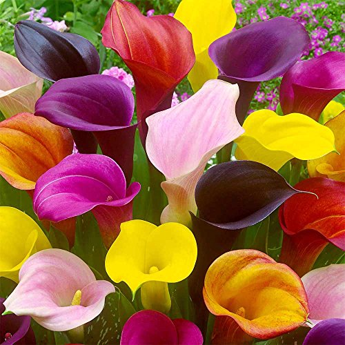 Hybrid Calla Lilies Mixed Value Pack – 5 Bulbs/pkg – Bright Colors Red, Orange, Yellow, Pink
