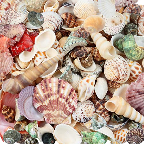 Weoxpr 200pcs Sea Shells Mixed Ocean Beach Seashells, Various Sizes Natural Seashells for Fish Tank, Home Decorations, Beach Theme Party, Candle Making, Wedding Decor, DIY Crafts, Fish Tan