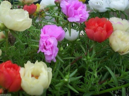 Portulaca Moss Rose ( Sundial Mix 5,000 SEEDS ) Great in Container, Easily Grown