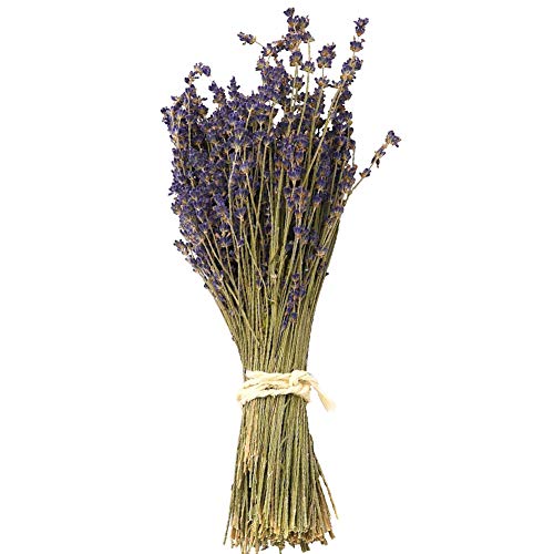 WGIA Natural Dried Lavender Bundles – Freshly Harvested Lavender Bunch Royal Velvet Decorative Flowers Bouquet for Wedding DIY Home Party & Valentine’s Day Gifts – 1 Bundle Pack