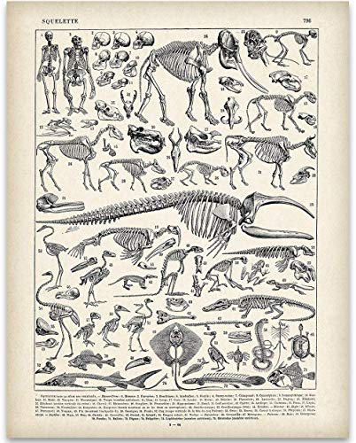 Animal Skeletons Bones Illustration – 11×14 Unframed Dinosaur Art Print – Biology Lab Decor