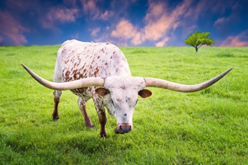 Texas Longhorn Cow Grazing at Dawn Photograph Bull Pictures Wall Decor Longhorn Picture Longhorn Wall Decor Bull Picture of a Cow Print Decor Bull Horns for Wall Cool Huge Large Giant Poster Art 54×36
