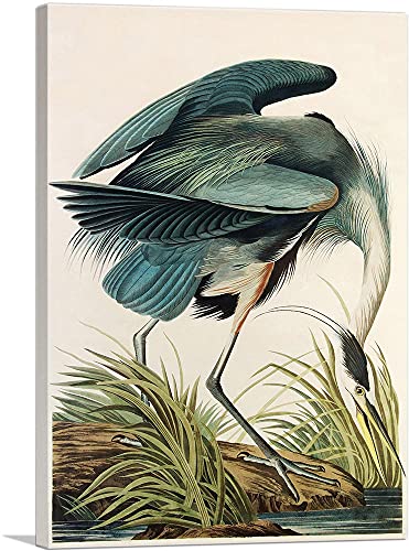 ARTCANVAS Great Blue Heron Canvas Art Print by John James Audubon – 40″ x 26″ (0.75″ Deep)