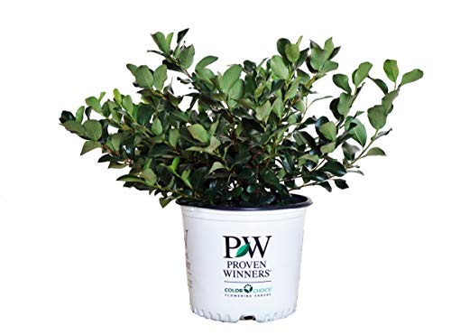 Proven Winners – Aronia Low Scape Mound (Chokeberry) Shrub, white flowers, #3 – Size Container