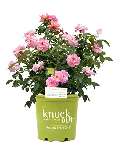 Green Promise Farms KOROSPCHK Rosa Peachy Knock, 3-Size Container, Peach Flowers