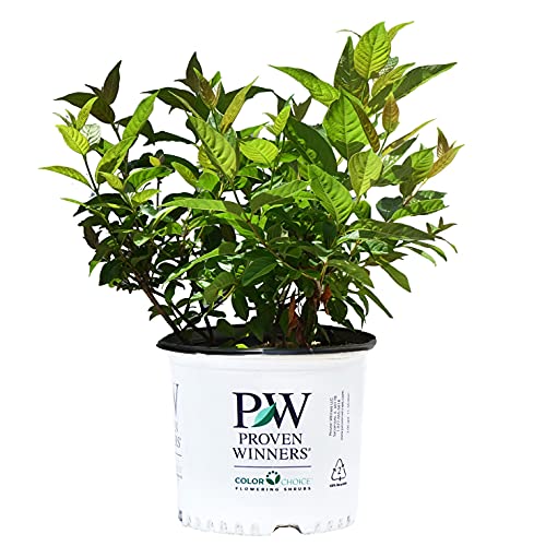 Proven Winners – Cephalanthus occidentalis Sugar Shack (Buttonbush) Shrub, white flowers, #3 – Size Container