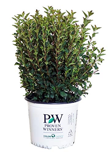 Proven Winners – Physocarpus op. Tiny Wine (Ninebark) Shrub, dark foliage/ dwarf , #3 – Size Container