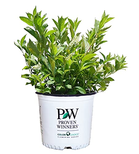 Proven Winners – Itea virginica Little Henry (Sweetspire) Shrub, , #2 – Size Container