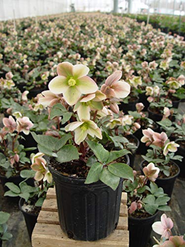 Green Promise Farms FPHELBIP Helleborus-X ‘Ivory Prince’ (Christmas Rose) Walhelivor Perennial Live Plant, 1 Gallon, White | The Storepaperoomates Retail Market - Fast Affordable Shopping