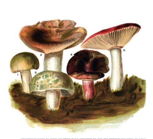 57 Old Books Mushrooms Hunting Field Identification Edible Fungus Poisonous on DVD