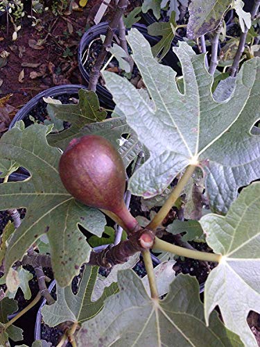 Pixies Gardens (3 Gallon Bare-Root) Fig Chicago Hardy Fig Tree for Sub Freezing Temperatures Produces Sweet Coffee Colored Medium Sized Figs. High-Yielding Tree That is Easy to Grow.