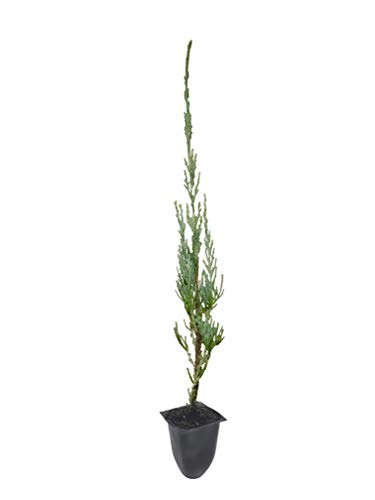 Skyrocket Juniper – 3 Live 2″ Pots – Juniperus Scopulorum – Upright Evergreen Trees