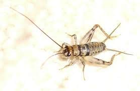 Central Valley Cricket Live Banded Crickets 1000 Assorted Medium/Large, Gut Loaded for Your Animals.