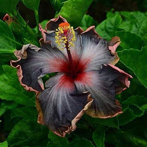 Lioder 20PCS Rare Black Pink Purple Hibiscus Seeds”Black Rainbow” Giant Flower Tropical Seeds Hibiscus Tree Seeds for Flower Potted Plants