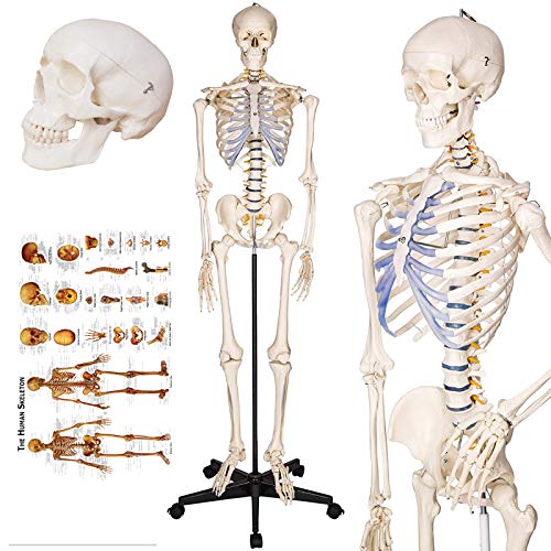 TakeTex 70.8″ Life-Size Human Skeleton Model, Including Anatomical Skeleton Model + Colorful Chart + Cover