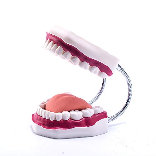 Easyinsmile 6Times Enlarge Dental Tooth Brushing Model With Tube Bent Teeth Care