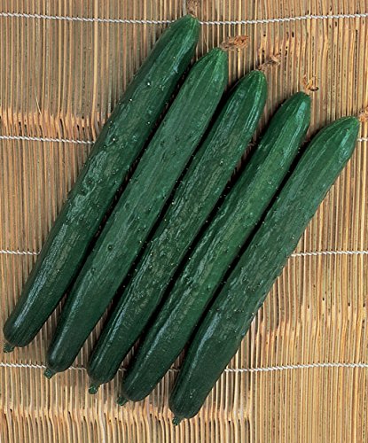 Burpee Suyo Long Cucumber Seeds 30 seeds - The Storepaperoomates Retail Market - Fast Affordable Shopping