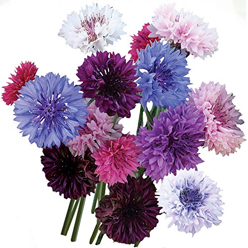 Burpee Tall Double Mixed Colors Cornflower Seeds 250 seeds - The Storepaperoomates Retail Market - Fast Affordable Shopping