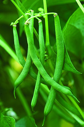 Burpee Blue Lake 47 Bush Bean Seeds 2 ounces of seed | The Storepaperoomates Retail Market - Fast Affordable Shopping