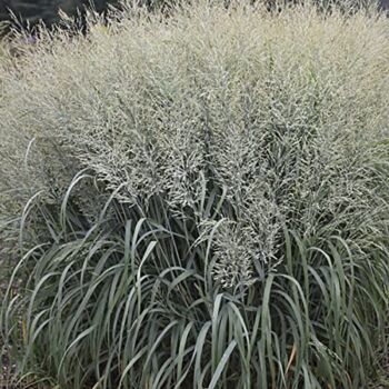 Prairie Winds® Niagara Falls Switch Grass – Panicum – Gallon Pot -Proven Winners | The Storepaperoomates Retail Market - Fast Affordable Shopping