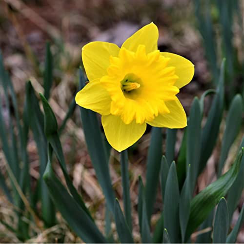 50 Yellow Daffodil Bulbs for Planting – Dutch Master Value Bag – Plant in Gardens, Borders & Flowerbeds – Bulb Size 10/12 cm – Easy to Grow Fall Flowers Bulbs by Willard & May | The Storepaperoomates Retail Market - Fast Affordable Shopping