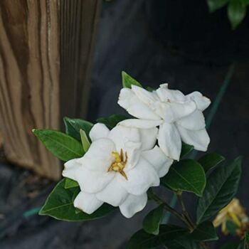 Steady AS SHE GOES® Gardenia jasminoides – Proven Winners – 4″ Pot | The Storepaperoomates Retail Market - Fast Affordable Shopping