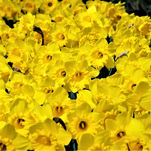 50 Yellow Daffodil Bulbs for Planting – Dutch Master Value Bag – Plant in Gardens, Borders & Flowerbeds – Bulb Size 10/12 cm – Easy to Grow Fall Flowers Bulbs by Willard & May | The Storepaperoomates Retail Market - Fast Affordable Shopping