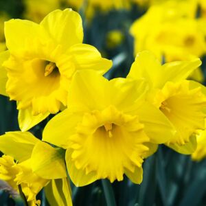 50 Yellow Daffodil Bulbs for Planting – Dutch Master Value Bag – Plant in Gardens, Borders & Flowerbeds – Bulb Size 10/12 cm – Easy to Grow Fall Flowers Bulbs by Willard & May