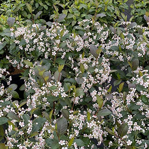Low Scape SNOWFIRE™ Chokeberry – 4″ Pot – Aronia – Proven Winners | The Storepaperoomates Retail Market - Fast Affordable Shopping