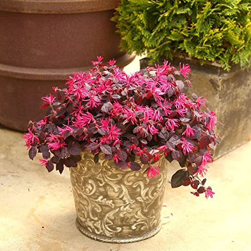 Proven Winner 2g PW Loropetalum Jazz Hands Pink, Cool Purple Foliage | The Storepaperoomates Retail Market - Fast Affordable Shopping