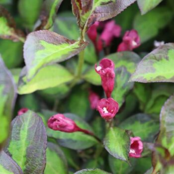 1 Gal. Vinho Verde (Weigela) Live Plant Shrub Red Flowers | The Storepaperoomates Retail Market - Fast Affordable Shopping