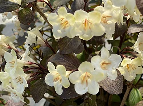 Proven Winners 1 Gallon, Wine & Spirits Reblooming (Weigela), Live Plant, Shrub, White Flowers (WEIPRC1136101) | The Storepaperoomates Retail Market - Fast Affordable Shopping