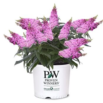 Proven Winner 2g PW Buddleia Pugster Pinker | The Storepaperoomates Retail Market - Fast Affordable Shopping